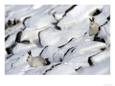 Mountain Harelepus Timidustwo On Snow-Covered Rocks Uk by Mark Hamblin Pricing Limited Edition Print image