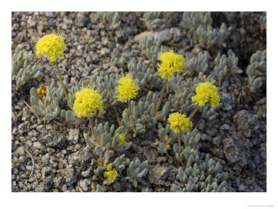 Eriogonum Rosense, 11,000 Ft Above The Sonoran Pass, Usa by Bob Gibbons Pricing Limited Edition Print image