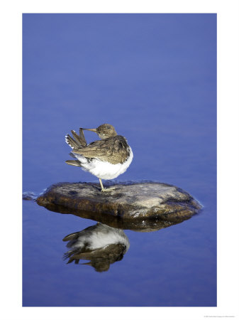 Common Sandpiper, Perched On Rock In Water, Scotland by Mark Hamblin Pricing Limited Edition Print image