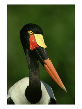 Saddle-Billed Stork, Africa by Brian Kenney Pricing Limited Edition Print image
