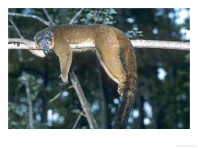 Collared Lemur, Female, Dupc by David Haring Pricing Limited Edition Print image