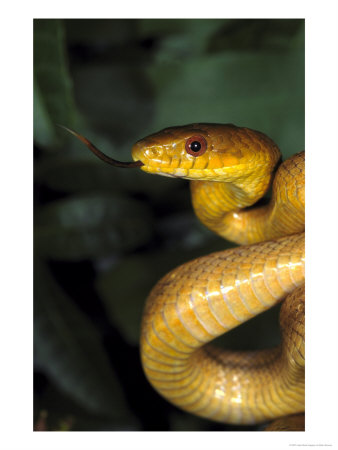 Yellow Rat Snake by Brian Kenney Pricing Limited Edition Print image