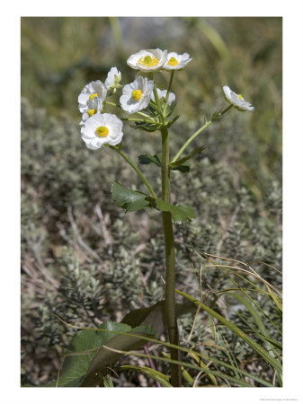 Ranunculus Lyalii, Fiordland National Park, New Zealand by Bob Gibbons Pricing Limited Edition Print image