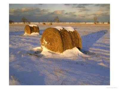 Field Of Hay Rolls In Winter, Michigan, Usa by Willard Clay Pricing Limited Edition Print image