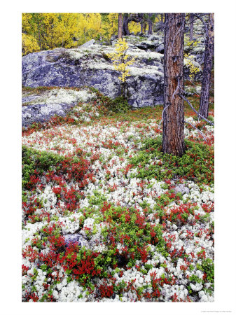 Forest Floor Carpeted With Bilberry And Lichens In Autumn, Norway by Mark Hamblin Pricing Limited Edition Print image
