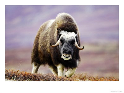 Musk Ox, Adult Female Walking Across Tundra In Autumn, Norway by Mark Hamblin Pricing Limited Edition Print image
