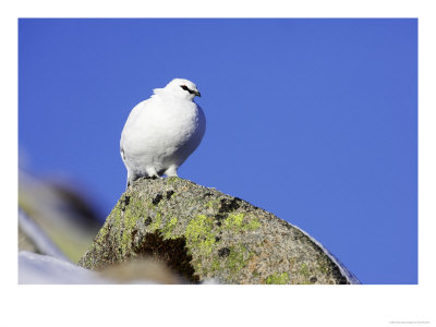 Ptarmigan, Adult Male On Rock In Winter Plumage, Scotland by Mark Hamblin Pricing Limited Edition Print image