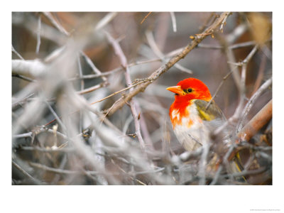 Red-Headed Weaver, Jwala Game Reserve, Botswana by Roger De La Harpe Pricing Limited Edition Print image