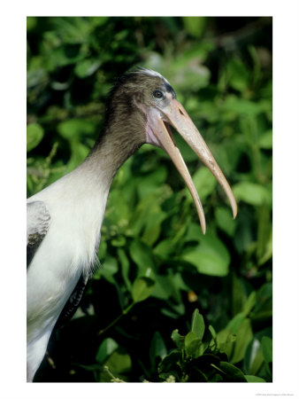 Wood Stork, Nestling Calling, Florida by Brian Kenney Pricing Limited Edition Print image