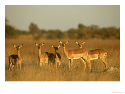 Impala, Aepyceros Melampus Melampus Females In Dry Grassland Botswana, Southern Africa by Mark Hamblin Pricing Limited Edition Print image