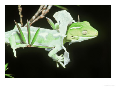 Northland Green Gecko, Shedding Skin Or Sloughing, New Zealand by Robin Bush Pricing Limited Edition Print image