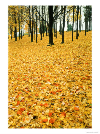 Leaves In Fall Colour On Forest Floor, Pere Marquette State Park by Willard Clay Pricing Limited Edition Print image