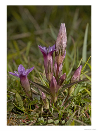 Early Gentian, Gentianella Anglica by Bob Gibbons Pricing Limited Edition Print image