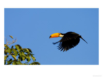 Toco Toucan In Flight Across Blue Sky, Brazil by Roy Toft Pricing Limited Edition Print image