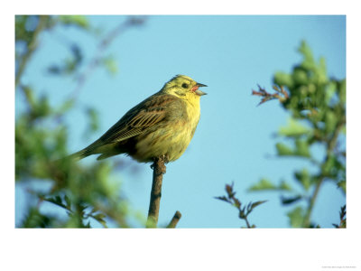 Yellowhammer by Mark Hamblin Pricing Limited Edition Print image