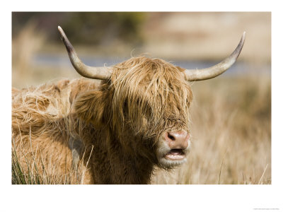 Highland Cattle, Isle Of Mull, Scotland by Elliott Neep Pricing Limited Edition Print image