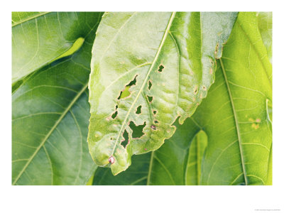 Capsid Bug Damage On Fatsia Japonica Leaf by Geoff Kidd Pricing Limited Edition Print image