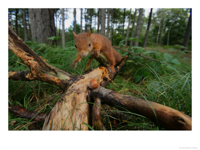 Red Squirrel, Finding Nut, Lancashire, Uk by Elliott Neep Pricing Limited Edition Print image