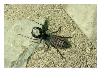 Whip Scorpion, S.W. Usa by Oxford Scientific Pricing Limited Edition Print image