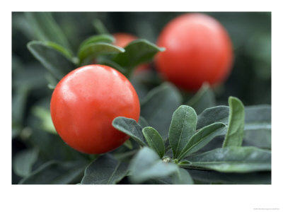 Winter Cherry, Solanum Capsicastrum by Geoff Kidd Pricing Limited Edition Print image