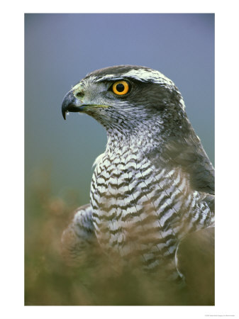 Goshawk, Close-Up Portrait Of Adult, Scotland by Mark Hamblin Pricing Limited Edition Print image