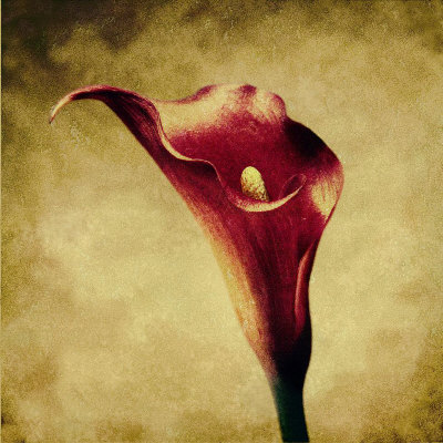 Crimson Lily by Howard Waisman Pricing Limited Edition Print image