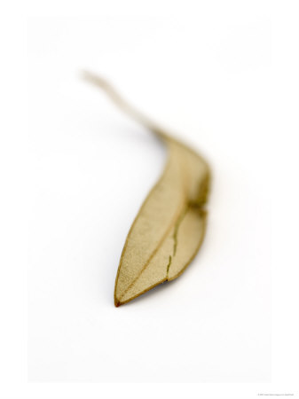 Olive Leaf, Dried Leaf by Geoff Kidd Pricing Limited Edition Print image