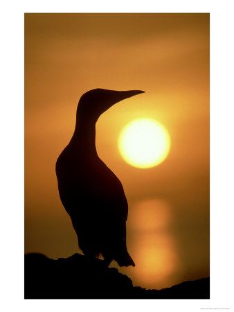 Guillemot, Silhouetted Against Setting Sun, Scotland by Mark Hamblin Pricing Limited Edition Print image