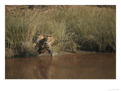 Bengal Tigers, Pair Chasing Each Other On River Bank by Elliott Neep Pricing Limited Edition Print image