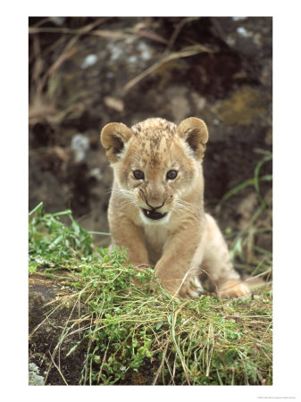 African Lion, Panthera Leo Cub, Kitten, Young Lion by Brian Kenney Pricing Limited Edition Print image