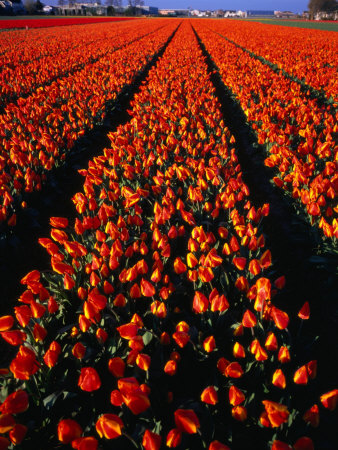 Tulip Bulb Field In Spring, Leiden, Netherlands by Chris Mellor Pricing Limited Edition Print image
