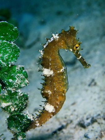 Seahorse, Pulau Sipadan, Sabah, Malaysia by Michael Aw Pricing Limited Edition Print image