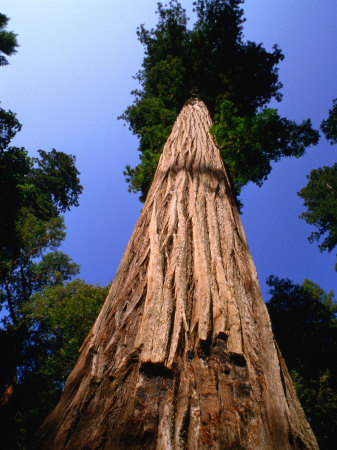 The World's Tallest Redwood Tree (110.1M), Humboldt Redwoods State Park, Usa by Nicholas Pavloff Pricing Limited Edition Print image