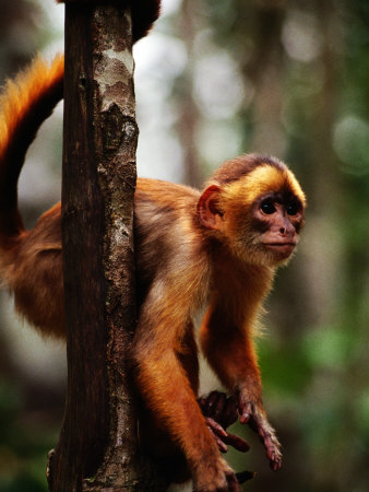A Small Monkey From The Amazon Of Brazil, Brazil by John Maier Jr. Pricing Limited Edition Print image