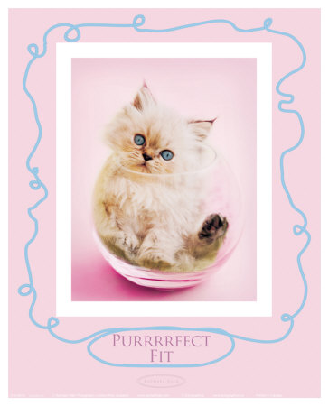 Purrfect Fit by Rachael Hale Pricing Limited Edition Print image