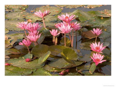 Pink Lotus Flower In The Morning Light, Thailand by Gavriel Jecan Pricing Limited Edition Print image