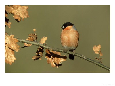 Bullfinch, Pyrrhula Pyrrhula Male Perched On Small Oak Branch, S. Yorks by Mark Hamblin Pricing Limited Edition Print image