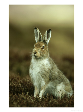 Mountain Hare, Adult In Spring, Scotland by Mark Hamblin Pricing Limited Edition Print image