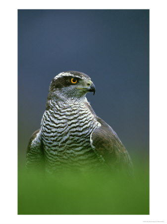 Goshawk, Close-Up Portrait Of Adult by Mark Hamblin Pricing Limited Edition Print image