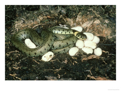 Grass Snake, With Eggs, Uk by Mark Hamblin Pricing Limited Edition Print image