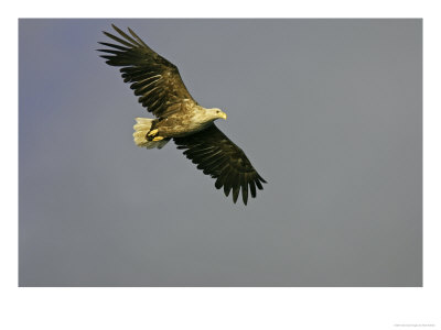 White-Tailed Eagle, Adult Soaring, Norway by Mark Hamblin Pricing Limited Edition Print image