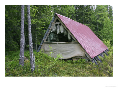 Food For Reindeer Stored In Bags In Shelter, Norway by Mark Hamblin Pricing Limited Edition Print image