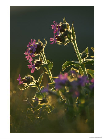 Red Campion, Flowers Backlit, Norway by Mark Hamblin Pricing Limited Edition Print image