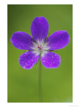 Wood Cranes-Bill, Close Up Of Flower, Norway by Mark Hamblin Pricing Limited Edition Print image