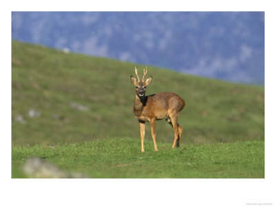 Roe Deer, Buck, Speyside, Scotland by Mark Hamblin Pricing Limited Edition Print image