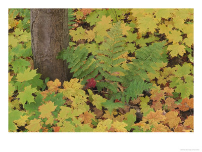 Autumn Colour. Variety Of Maples (Acer Sp.), Michigan Upper Peninsula, Usa by Mark Hamblin Pricing Limited Edition Print image