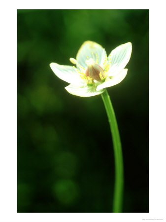 Grass-Of-Parnassus, Close-Up Of Flower Derbyshire, Uk by Mark Hamblin Pricing Limited Edition Print image