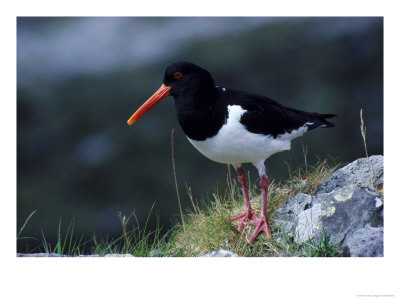 Oystercatcher by Mark Hamblin Pricing Limited Edition Print image