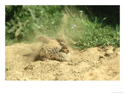 Grey Partridge Dust Bathing by Mark Hamblin Pricing Limited Edition Print image