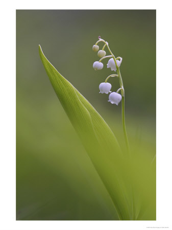 Lily Of The Valley, Close-Up Of White Flowers, Norway by Mark Hamblin Pricing Limited Edition Print image
